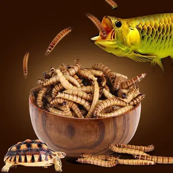 140 g Naravno Sušene Mealworm Obrok Hrane Za Hranjenje Hišnih Plazilcev Piščancev Divji Vrt Ptica Akvarij Črv