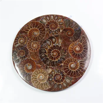 1pcs Naravnih Ammonite Disk Fosilnih Conch Vzorec Zdravljenja +Stojalo