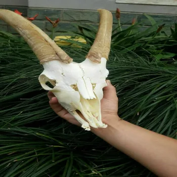 1Pcs Pravi Kozje kosti lobanje osebek Medicinskih Raziskav Živalske Lobanje Zbiranje Živalskih osebkov Ustvarjalni Dom Ornament