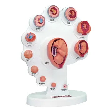 21pcs Del 4D Človekovih Embyro Razvoj Anatomski Model Rasti Ploda Organa Medicinske Poučevanja Alpinia Sestavljeni Igrače