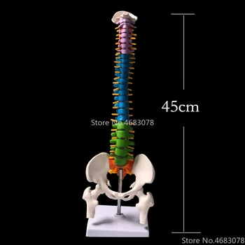 45 CM Barva Človeške Hrbtenice s Medeničnega Model Človeških Anatomskih Anatomija Hrbtenice Medicinski Model Šolo za Medicinske poučevanje, potrebščine