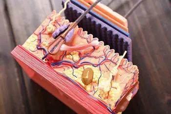 4D Človeško Kožo in Lase Organov Sestavljanje Puzzle Igrače, Medicinske Poučevanja Model Manikin Znanost Anatomski Model