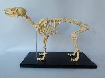 Brezplačna dostava Živali Skelet Modela Pes Okostje Izobraževalni Model, ogrodje modela