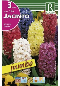 JUMBO hyacinth žarnice-mešane barve jeseni žarnice