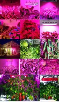 Led grow light 1000W Celoten Spekter žarnice Plošča za Medicinske Rastline, Zelenjava Sadje zaprtih toplogrednih rastlin raste 360-870nm visok izkoristek