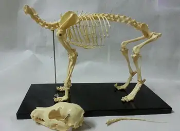 Majhen pes Udarci pvc ogrodje modela živali skelet modela