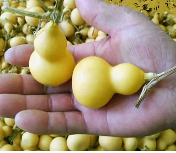 Mini Naravno Suho Gourds Obrti, Malih Calabash Gourd Fengshui Bagua Hulu /Posušene Lagenaria siceraria Gourds
