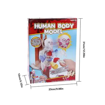 Vroče Prodaje 4D Sestavljeni Model Človeškega Telesa Model Izobraževalne Igrače, Namizne Igre Model Za 6 Let Ali Več Otroci Otrok