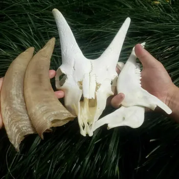 1Pcs Pravi Kozje kosti lobanje osebek Medicinskih Raziskav Živalske Lobanje Zbiranje Živalskih osebkov Ustvarjalni Dom Ornament