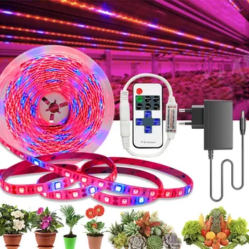 20M 15M 10M 5M Rastlin LED Grow Light 4:1 Full LED Spektra Rastejo Svetlobni Trak SMD DC 12V LED Ffs Trak za Cvetje v Rastlinjakih
