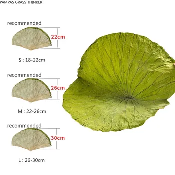 20pcs Visoke kakovosti čisto naravno posušena cela posušena lotus listov 18-30 cm Raw barve