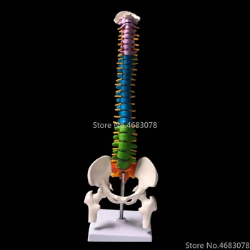 45 CM Barva Človeške Hrbtenice s Medeničnega Model Človeških Anatomskih Anatomija Hrbtenice Medicinski Model Šolo za Medicinske poučevanje, potrebščine