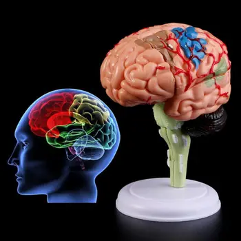 4D Razstaviti Anatomski Model Človeških Možganov Anatomijo Medicinske učni pripomoček Kipi, Skulpture Medical School Uporabo