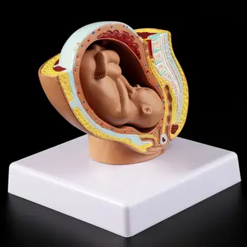 9. Meseca Baby Plod Plod Nosečnosti Človekovih Nosečnost, Razvoj Zarodka Medicinski Model človeškega zarodka v maternici