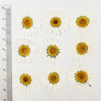 Barva Bela Chrysanthemum Daisy Okraski Pritisnete cvet 3 Različne Velikosti brezplačno pošiljko 1 lot / 120 kos