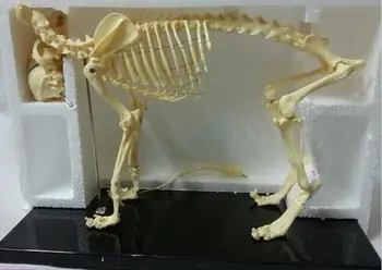 Majhen pes Udarci pvc ogrodje modela živali skelet modela