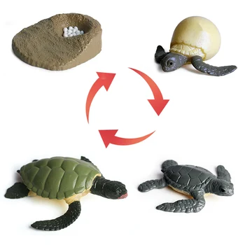 Oenux Ocean Plazilcev Živali Simulacije Sea Life Tortoise Želva Ciklus Rasti Model Figuric Izobraževanje Kognitivne Otroci Igrače