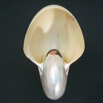 Perlirana Lepoto Nautilus Pompilius Naravnih Conch Lupini Chambered Papige Seashell