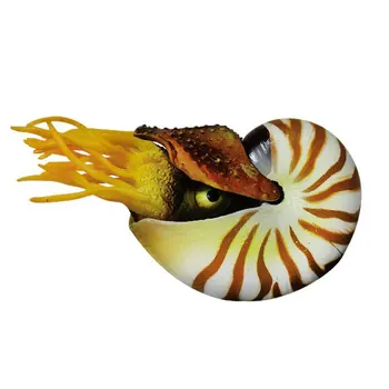 Simulacija Nautilus Okrasne Akvarijske Morskih Školjk Krajinsko Lupine Obrti Fish Tank Dekor Akvarij Ornament