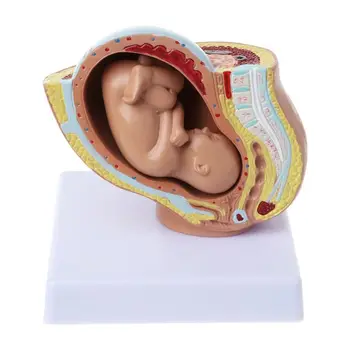 9. Meseca Baby Plod Plod Nosečnosti Človekovih Nosečnost, Razvoj Zarodka Medicinski Model človeškega zarodka v maternici