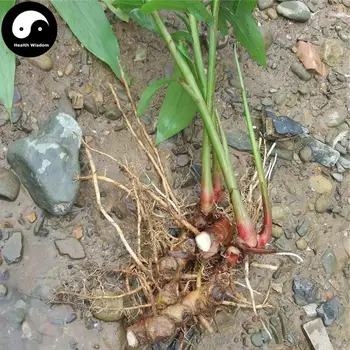 Gao Liang Jiang, Rhizoma Alpiniae Officinarum, Manjši Galangal Rhizome