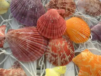 HappyKiss 30pcs /veliko Naravnih školjke obrti školjk, Da se držijo svate barve conch
