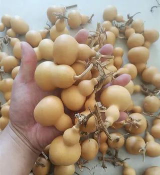 Mini Naravno Suho Gourds Obrti, Malih Calabash Gourd Fengshui Bagua Hulu /Posušene Lagenaria siceraria Gourds