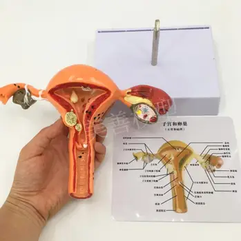 Človekove načrtovanje Družine model Ženskih Reproduktivnih Maternice model Vaginalne Jajčnikov model Patološkega poučevanja mol POMOČI