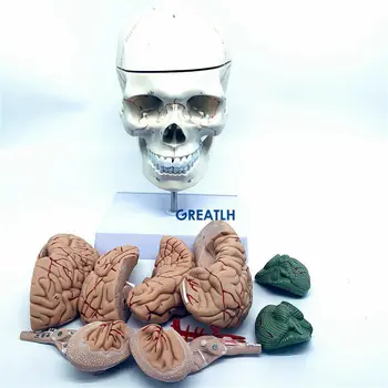1:1 lobanje možganov anatomski z vratne hrbtenice skelet modela Izmenljive možganov anatomski model