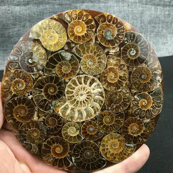 1pcs Naravnih Ammonite Disk Fosilnih Conch Vzorec Zdravljenja +Stojalo