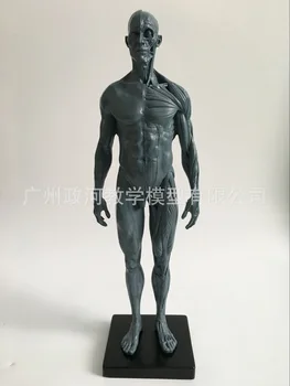 30 cm Človeške Lobanje Model mišično-skeletnega Anatomija Umetnosti, Slikarstvo, Kiparstvo Poučevanje Zdravstvene Referenčni Model