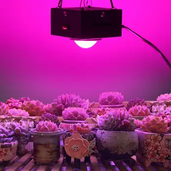 300W Nepremočljiva COB LED Grow Light z Lupino Celoten Spekter Zaprtih prostorih LED Lučka Rastline Rastejo Polje Šotor / Cvetje, Sadike Kalivost