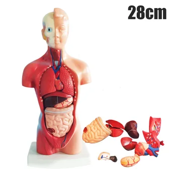 4D Anatomski Skupščine Model Človeških Organov, namenjenih za Pedagoško Izobraževanje Najboljšo Ceno