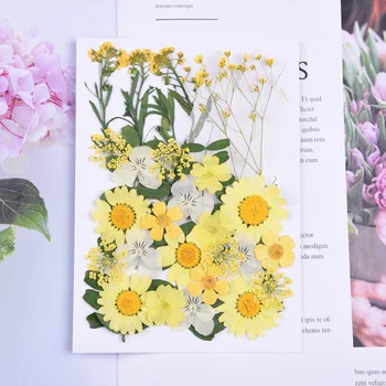 New Vroče Stisnjene Cvet Posušeno Cvetje DIY Umetnostne Obrti Scrapbooking Dekor Večnamensko SMD66