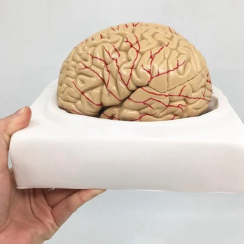 Človeško Telo in Možgane Model Razstavljen Anatomski Model Človeških Možganov Anatomija učni pripomoček