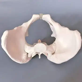 Ženska medenica model človeškega odraslih medenico kosti porodništva in ginekologije babice poučevanja sramne križnice stereo model