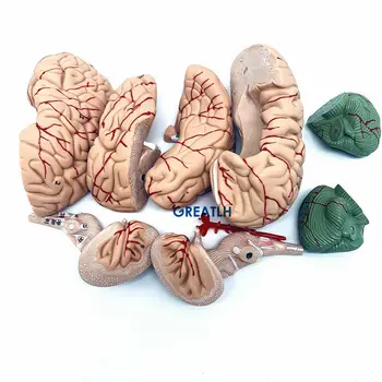1:1 lobanje možganov anatomski z vratne hrbtenice skelet modela Izmenljive možganov anatomski model