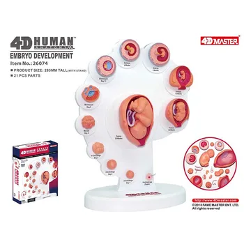 21pcs Del 4D Človekovih Embyro Razvoj Anatomski Model Rasti Ploda Organa Medicinske Poučevanja Alpinia Sestavljeni Igrače