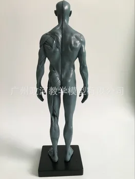 30 cm Človeške Lobanje Model mišično-skeletnega Anatomija Umetnosti, Slikarstvo, Kiparstvo Poučevanje Zdravstvene Referenčni Model