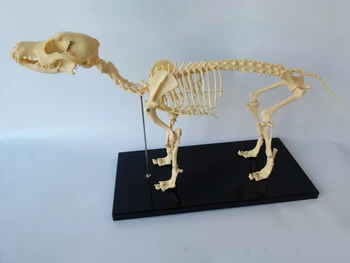 Brezplačna dostava Živali Skelet Modela Pes Okostje Izobraževalni Model, ogrodje modela