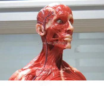 Moški 1:6 Anatomija fig v. 3 površinske mišice sistem Človeško okostje anatomski Slikarstvo model Anatomija Skull Glave Umetnik risanje