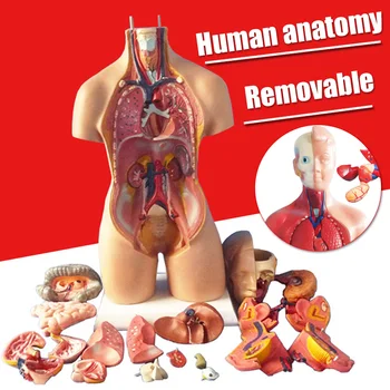 4D Anatomski Skupščine Model Človeških Organov, namenjenih za Pedagoško Izobraževanje Najboljšo Ceno