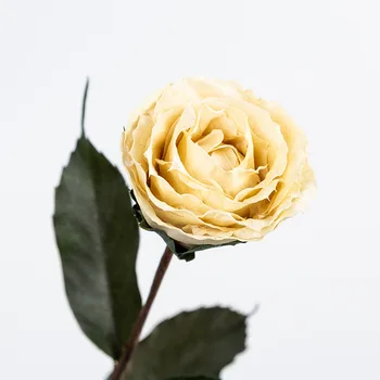4pcs,Posušen Cvet Vejo,Umetnega Lesa Rose Večni cvet za dekoracijo doma dodatki,svate Velikonočni Cvet dekor